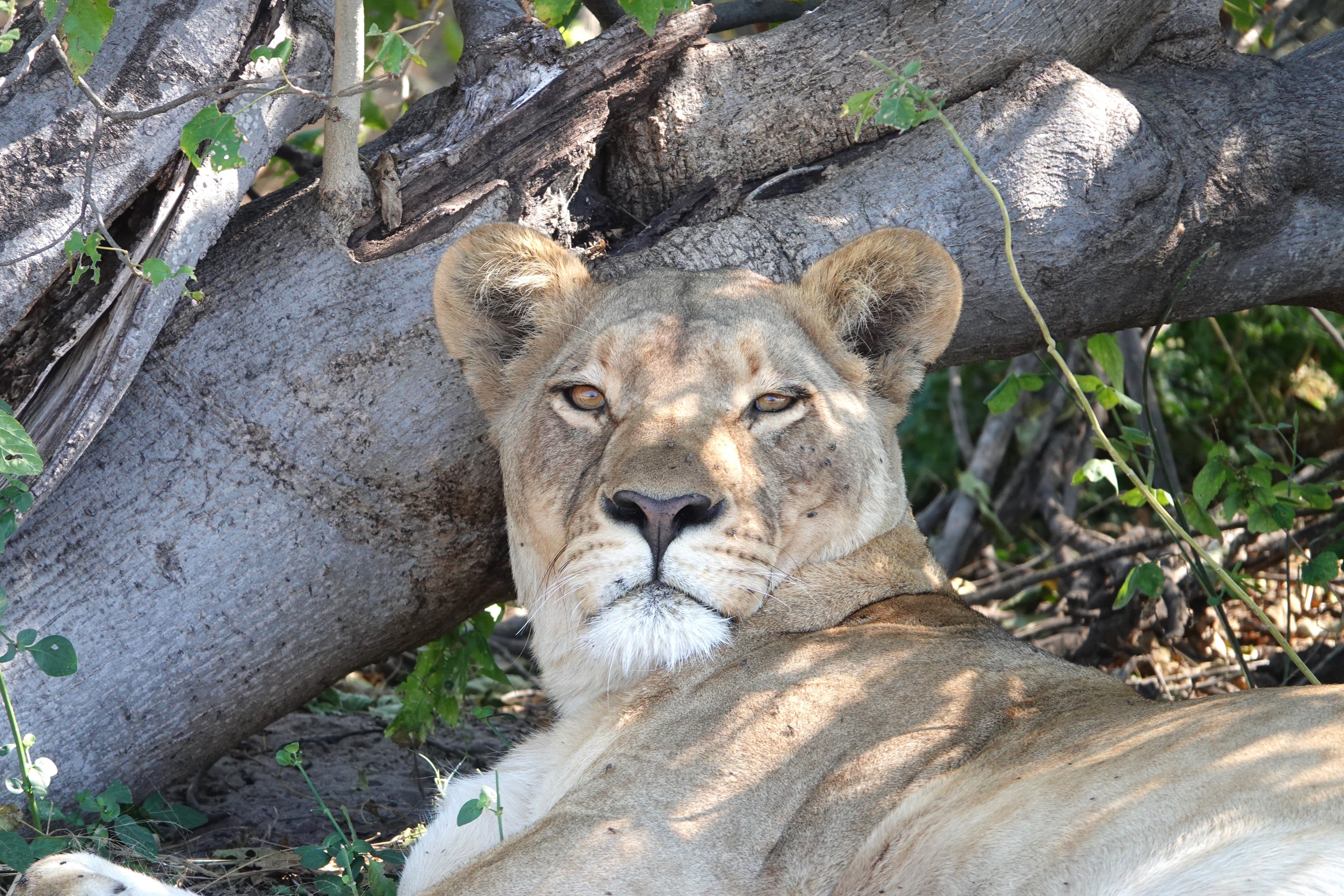 African safari –   Botswana, part 1